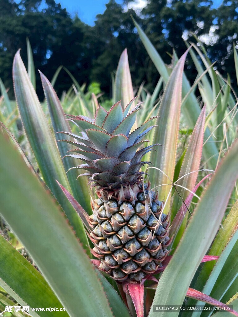 田间成熟的新鲜菠萝