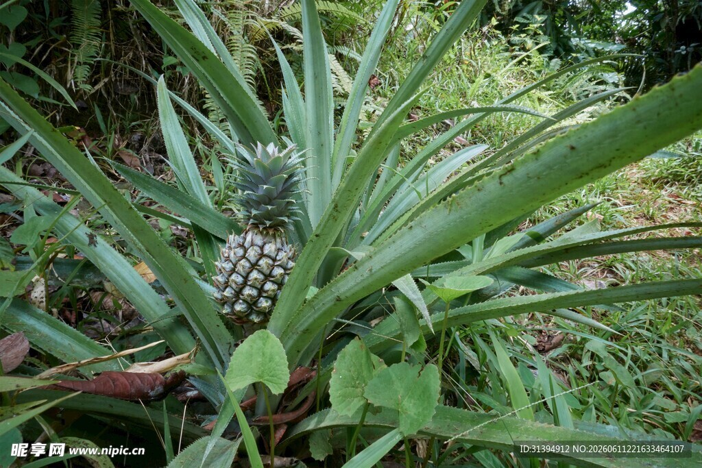 田间生长的新鲜菠萝植株