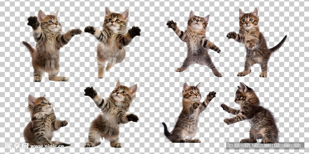 猫咪