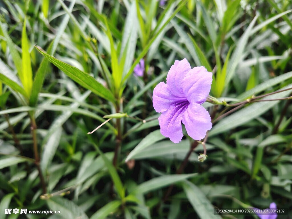 翠芦莉