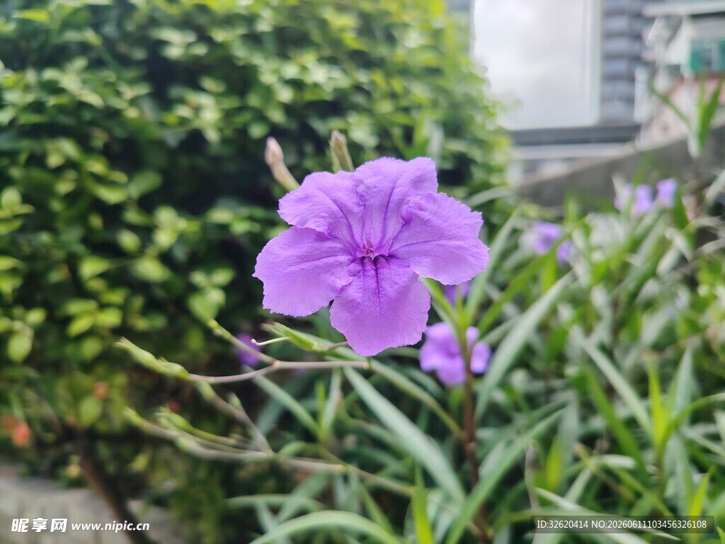 翠芦莉