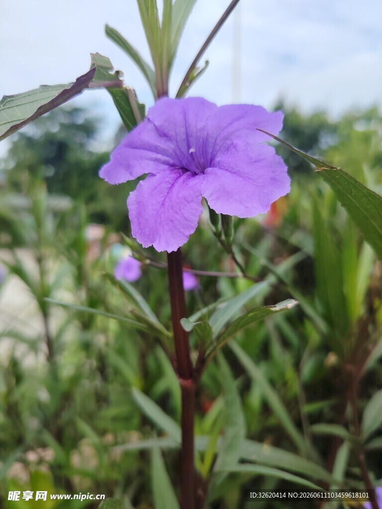 翠芦莉