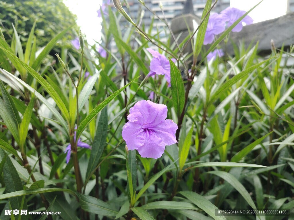 翠芦莉