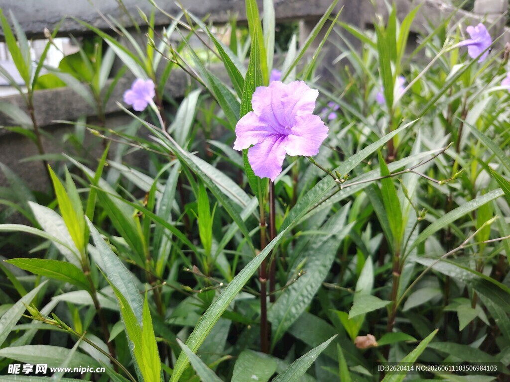 翠芦莉