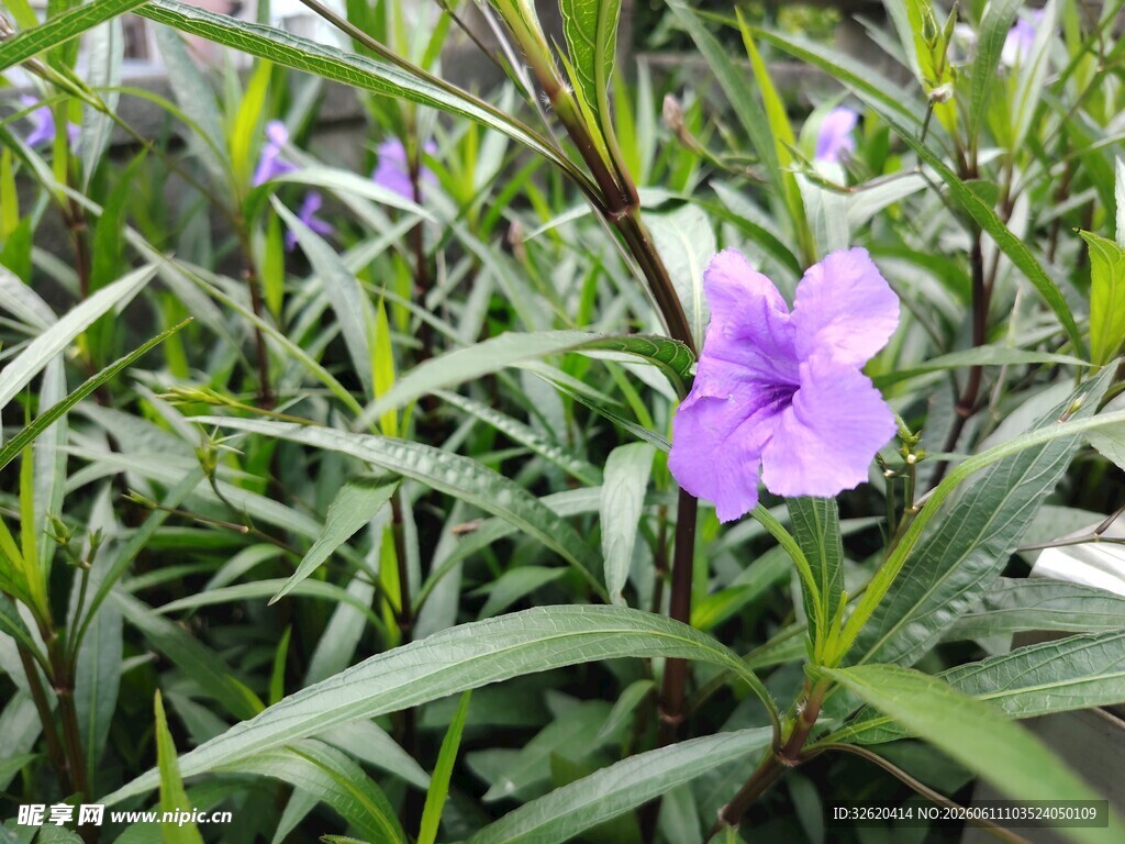 翠芦莉