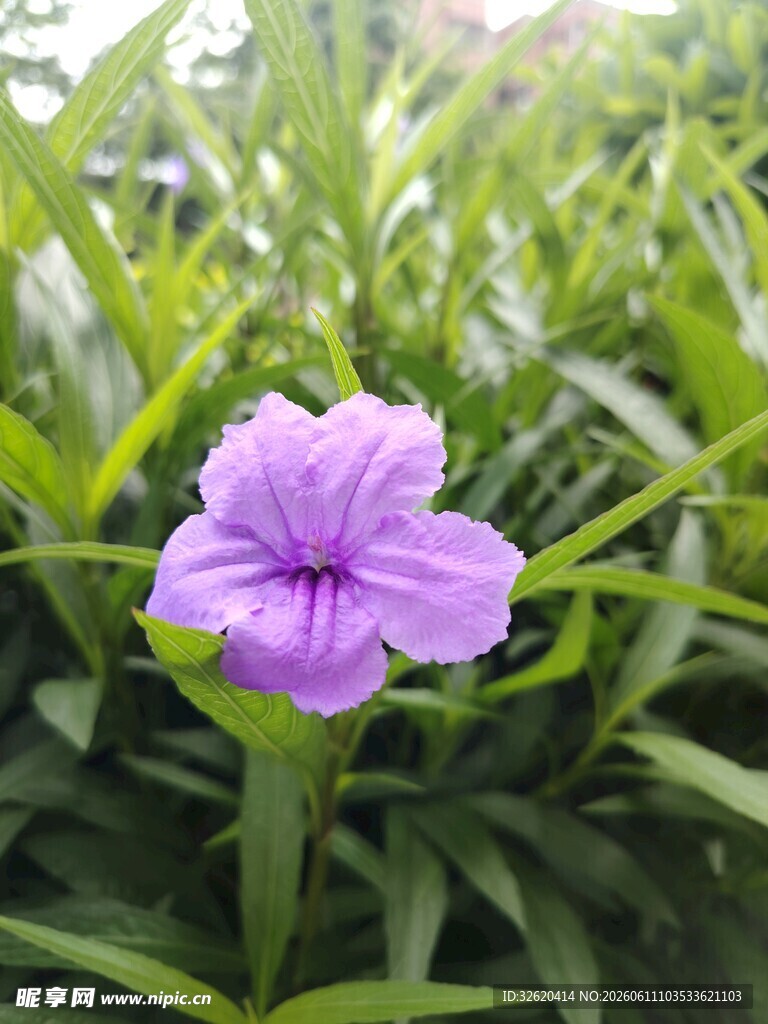 翠芦莉