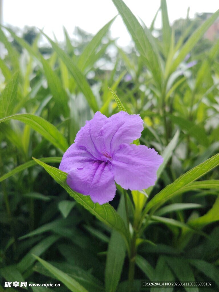 翠芦莉