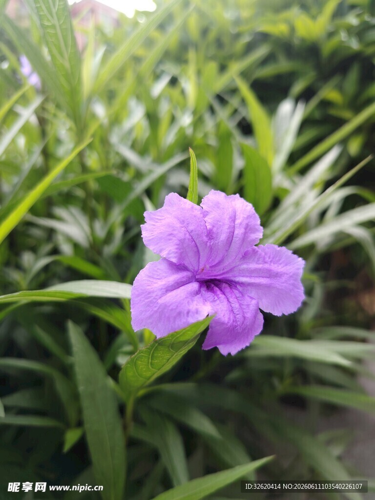翠芦莉