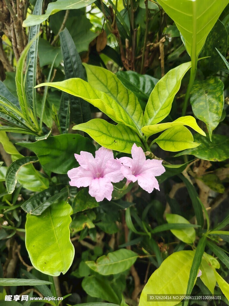 翠芦莉