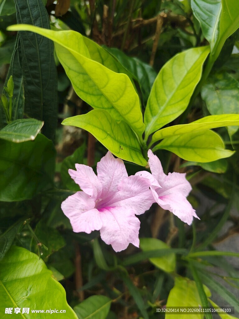 翠芦莉