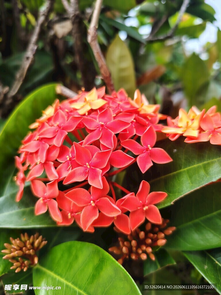 鲜艳龙船花绽放绿叶间