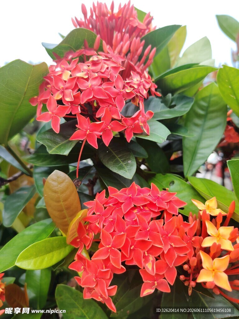 艳丽龙船花绽放绿叶间