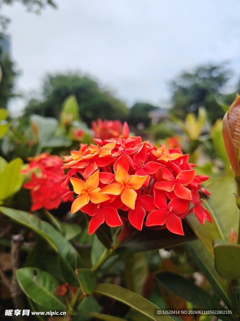 鲜艳龙船花绽放