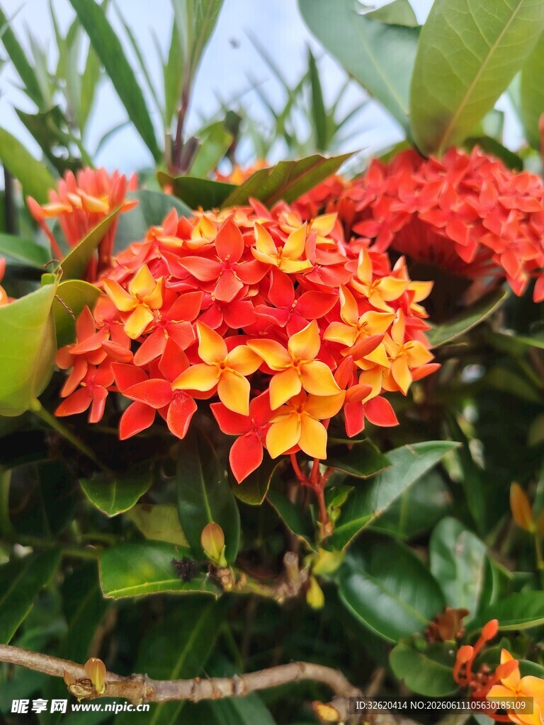 鲜艳龙船花绽放绿叶间
