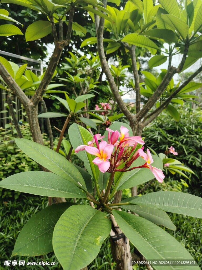 娇艳绽放的粉色鸡蛋花