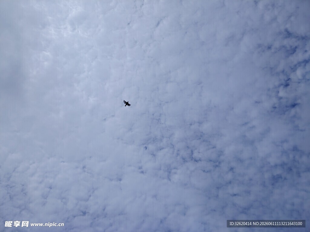 天空中飞翔的孤独小鸟