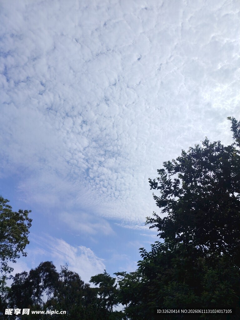 蓝天白云下的绿树景致
