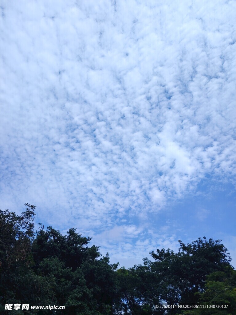 蓝天白云下的葱郁树林
