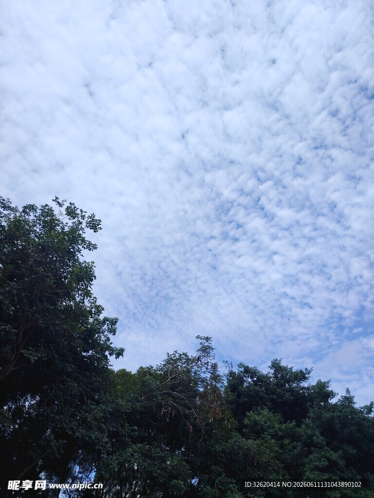 天空下的树林景象