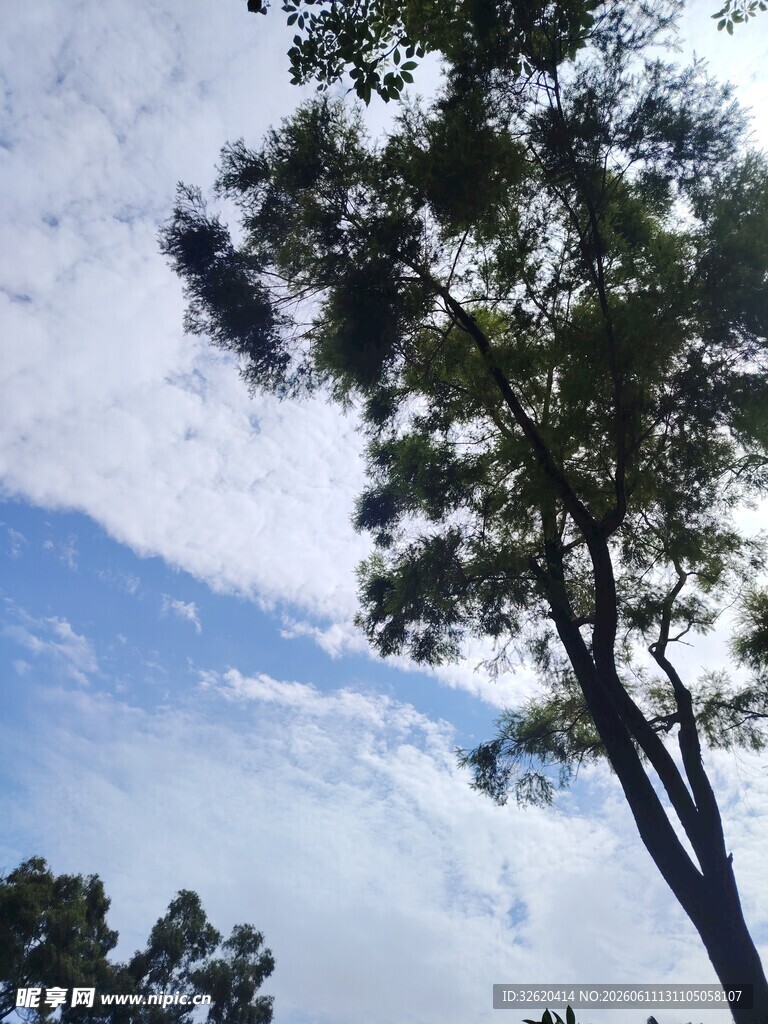 蓝天白云下的挺拔松树