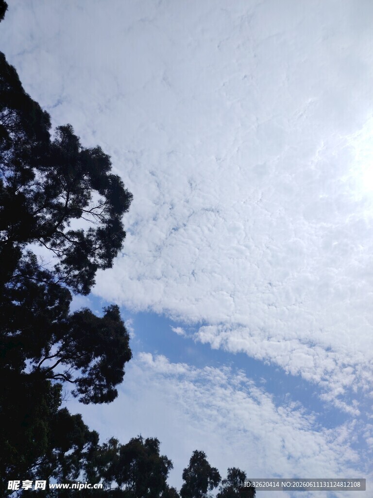 树梢间的蓝天白云美景