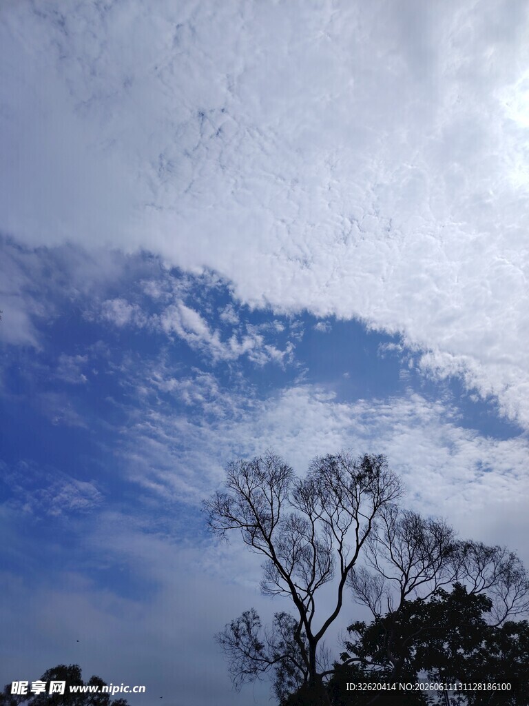 蓝天白云下的树木景观