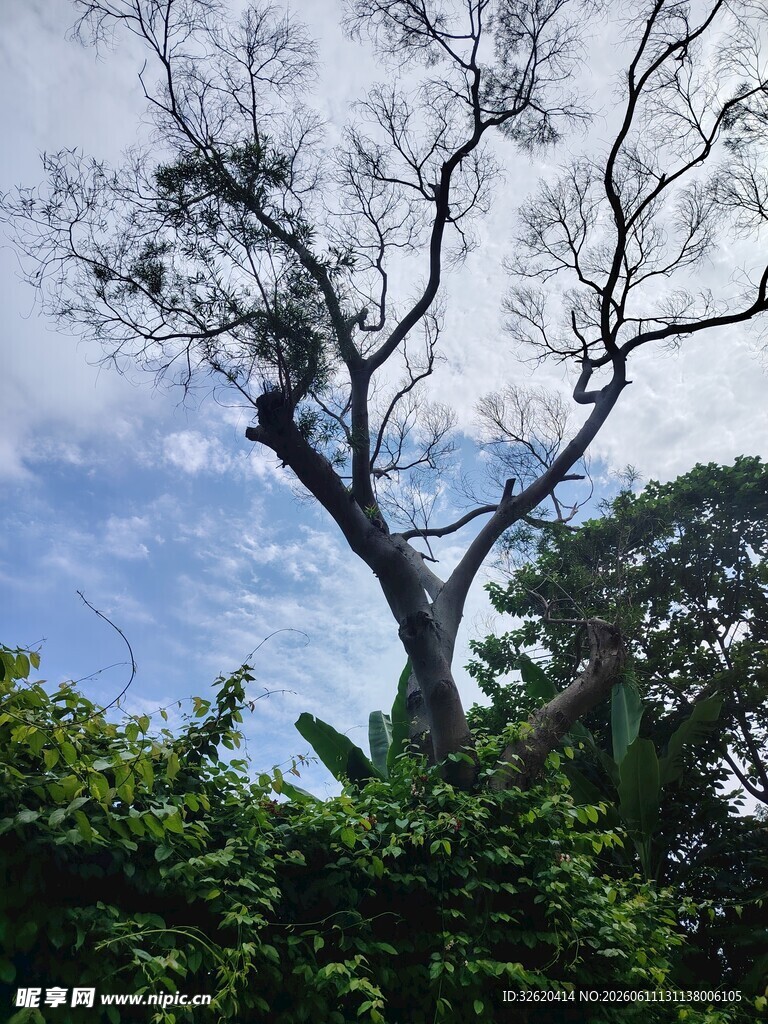 枯树立于葱郁绿植间
