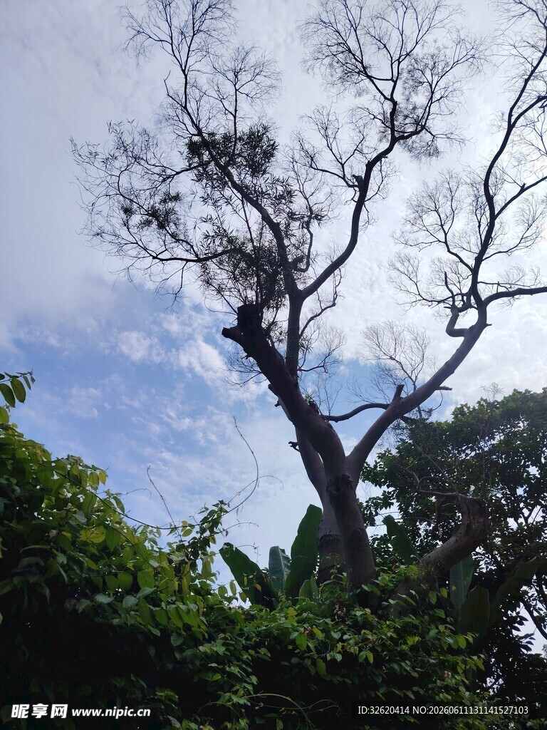 枯树立于葱郁绿植间