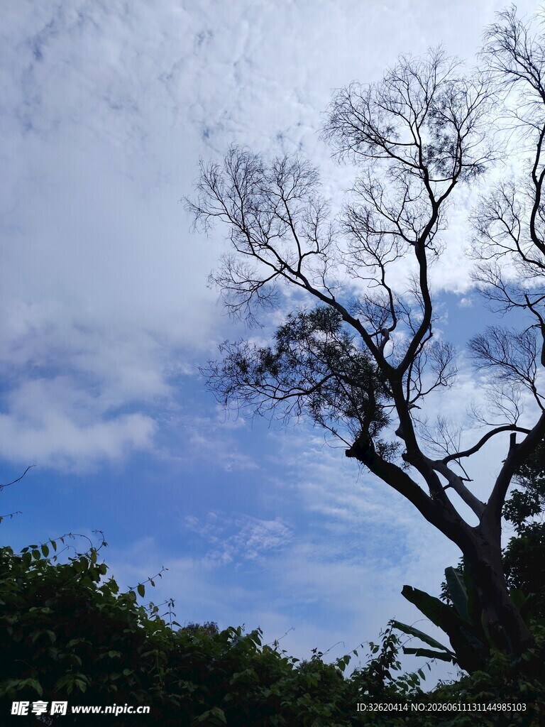 蓝天枯枝景象