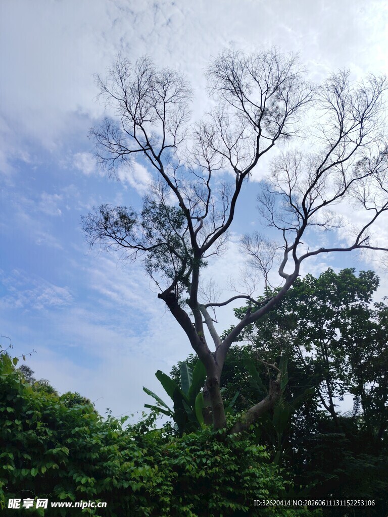 枯树立于葱郁林间