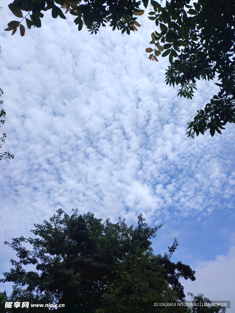 仰望蓝天绿树间的云朵