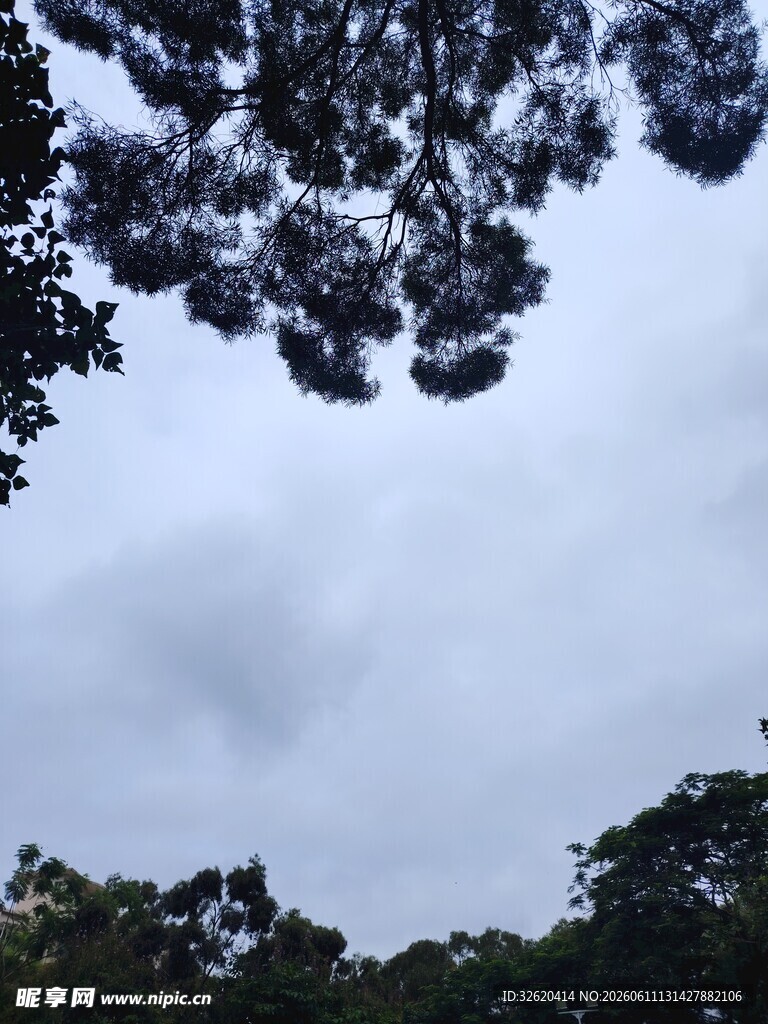 林间仰视天空的繁茂树冠