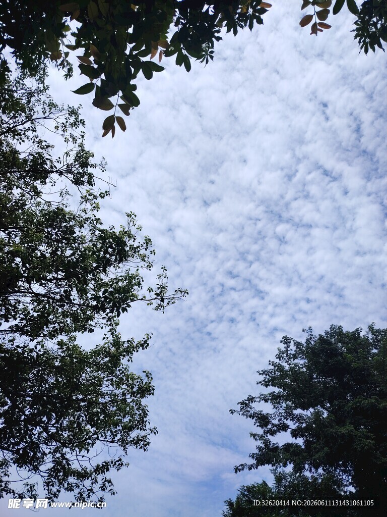 仰望天空中的繁茂树木