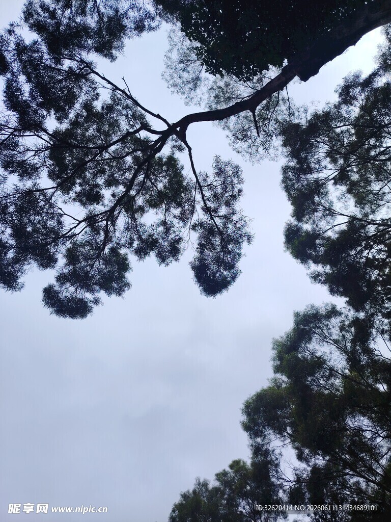 仰视松树枝丫与天空