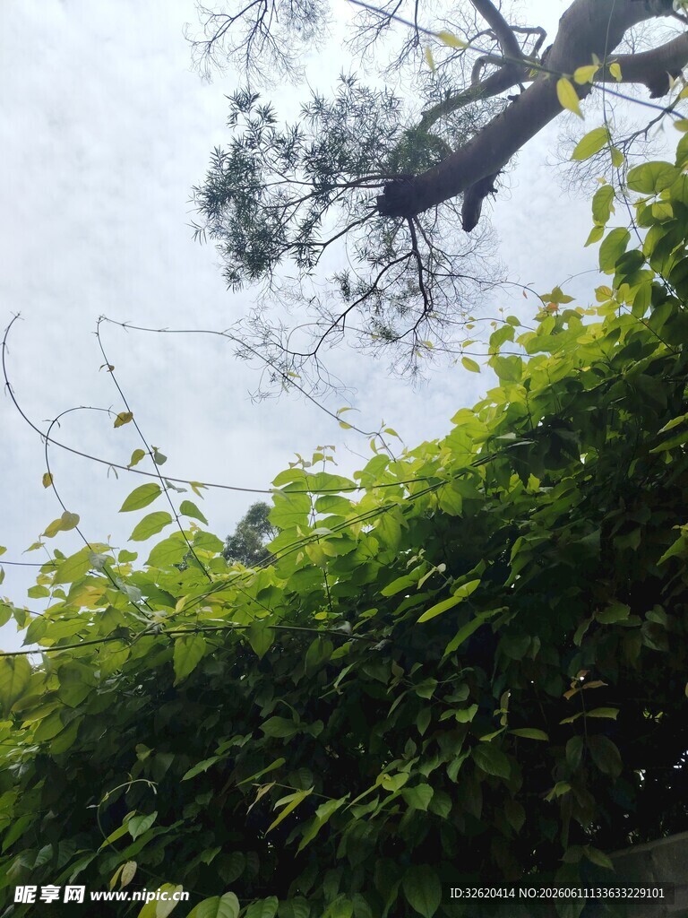 绿叶繁茂的树梢景象