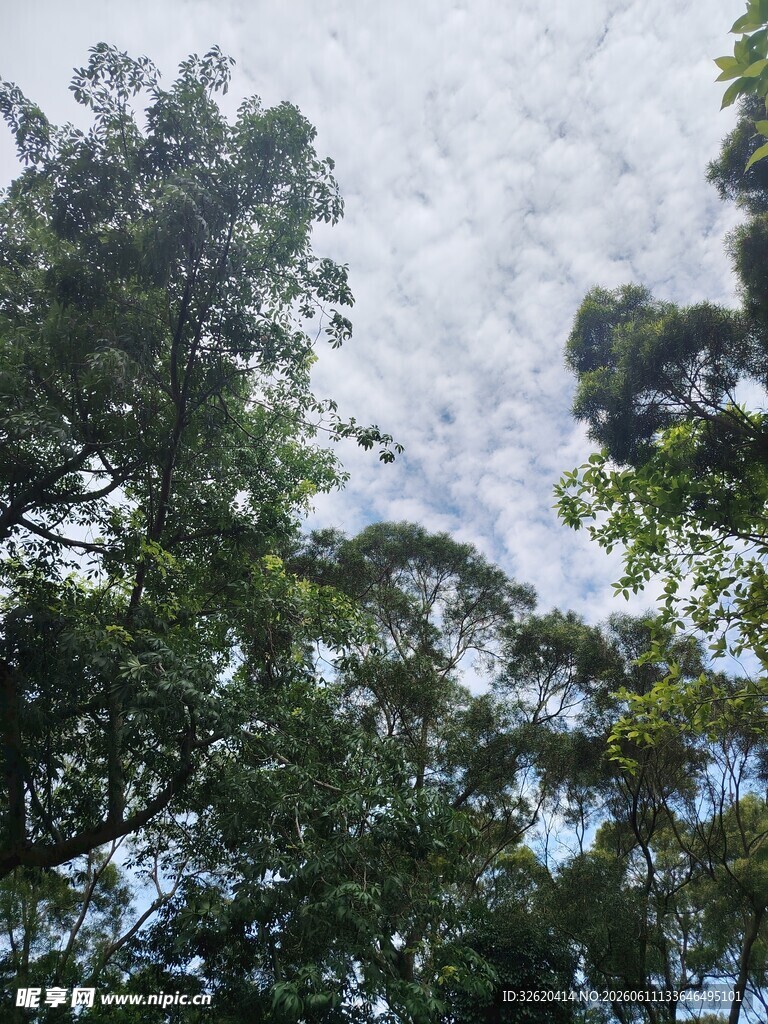 仰视茂密树林天空景象