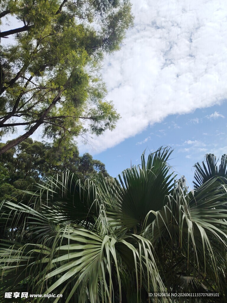 蓝天绿树间的自然景致