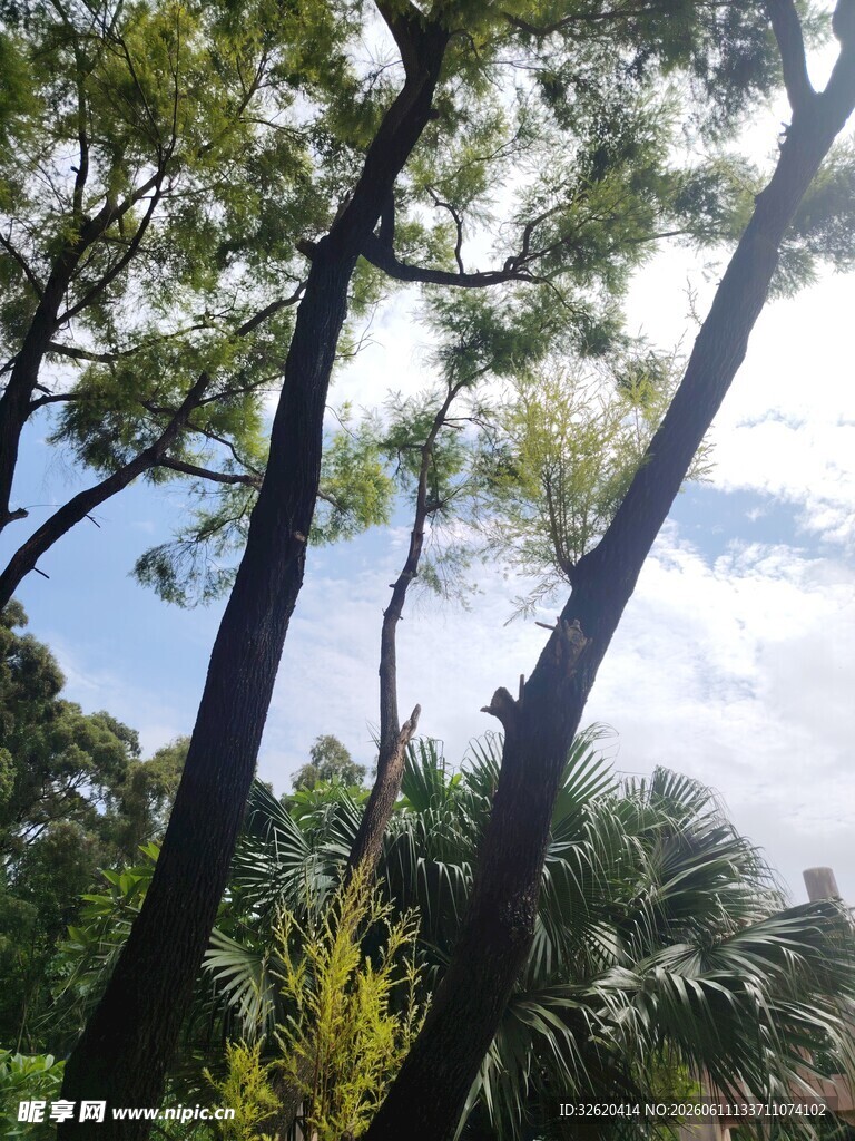 林间树木与蓝天