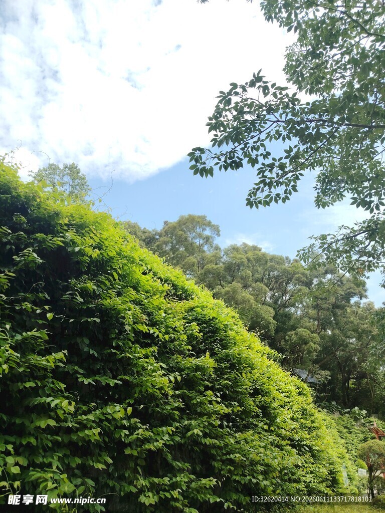 绿意盎然的山坡植被景观