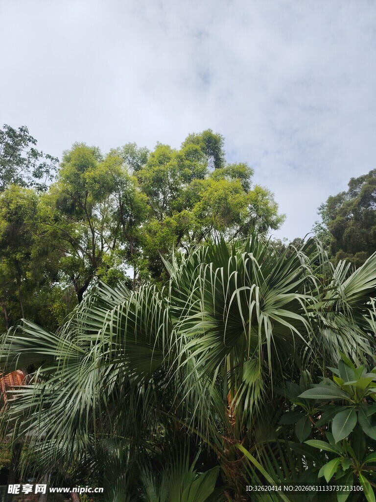 繁茂绿植景观