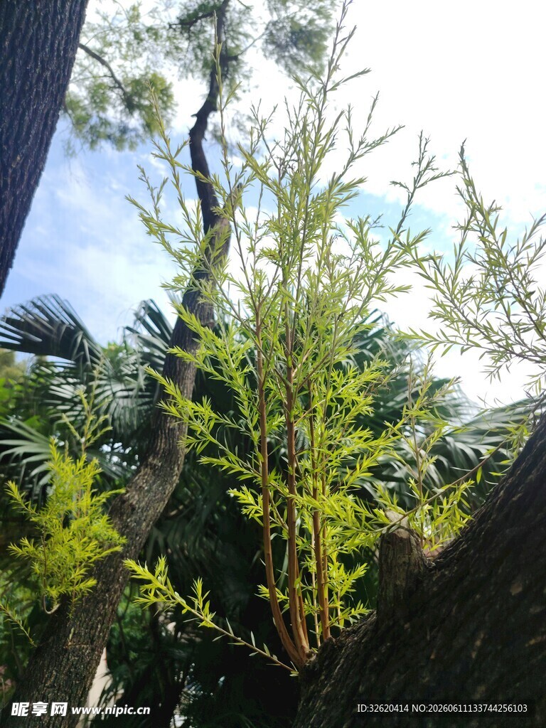 树干上生长的翠绿植物