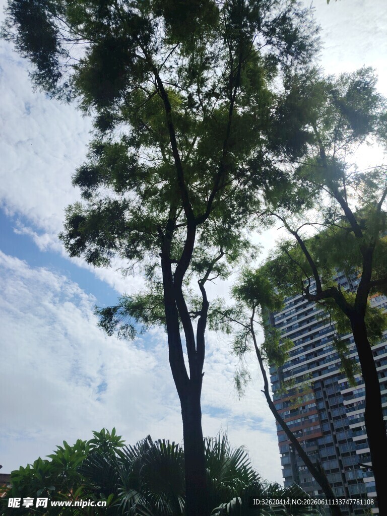 城市中挺拔的绿树与高楼