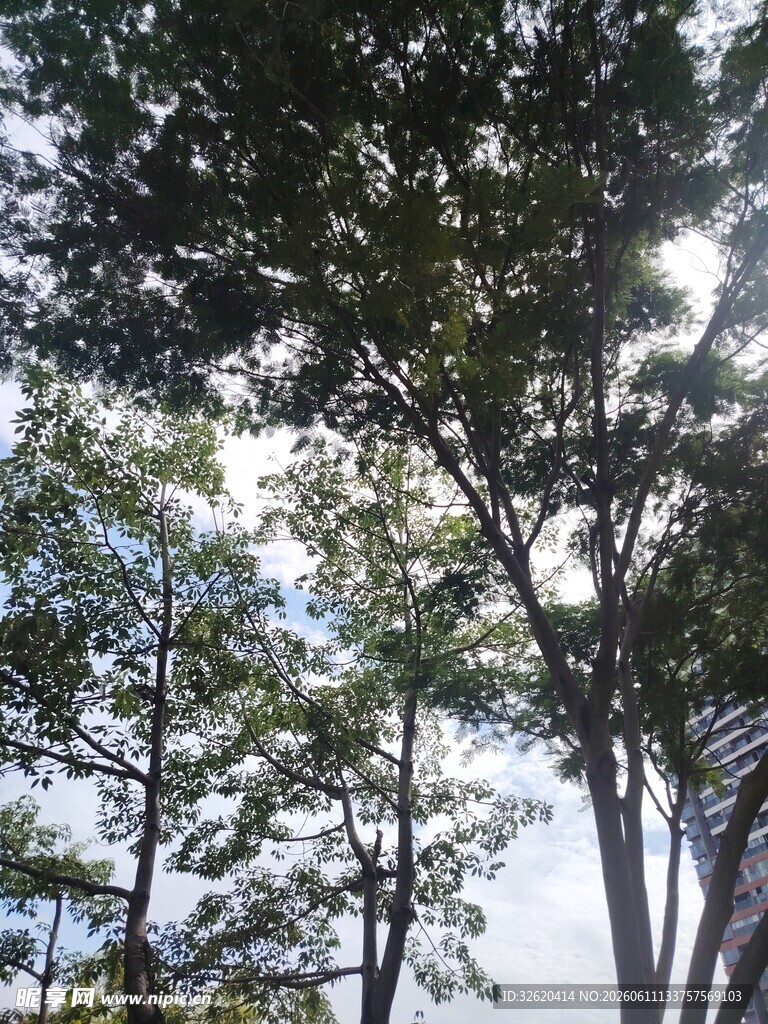 仰视茂密树林树冠景象