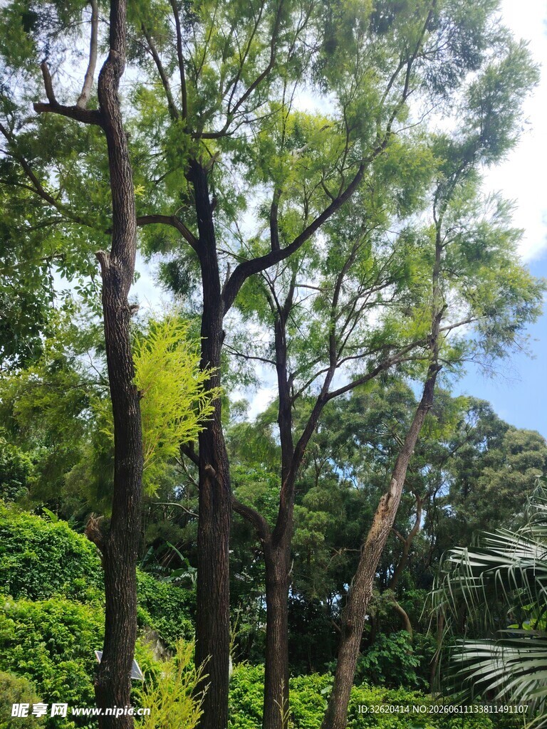 茂密树林中的葱郁景致