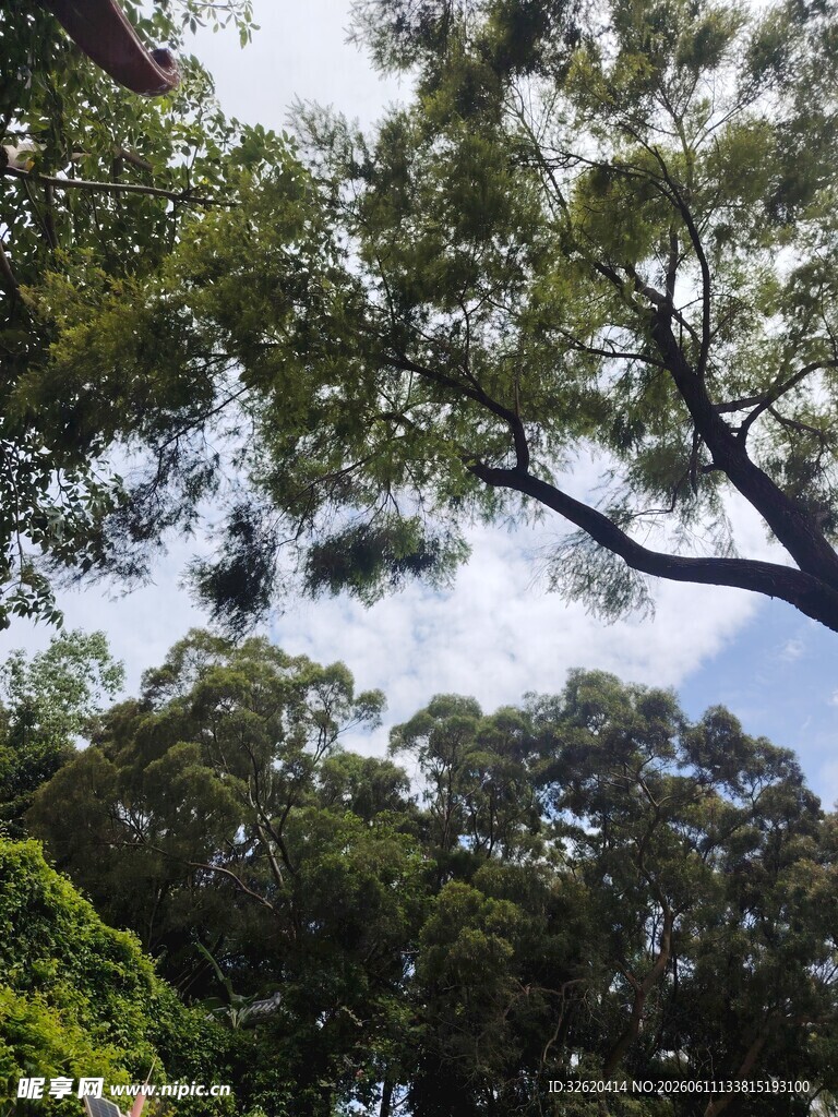 仰视茂密森林树冠