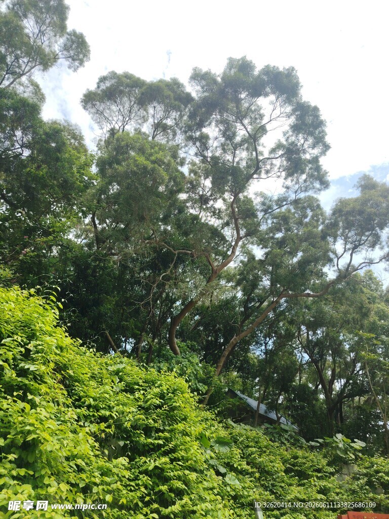 山林绿意盎然的自然景致