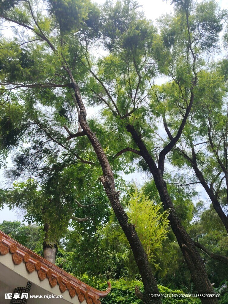 绿树成荫景致宜人