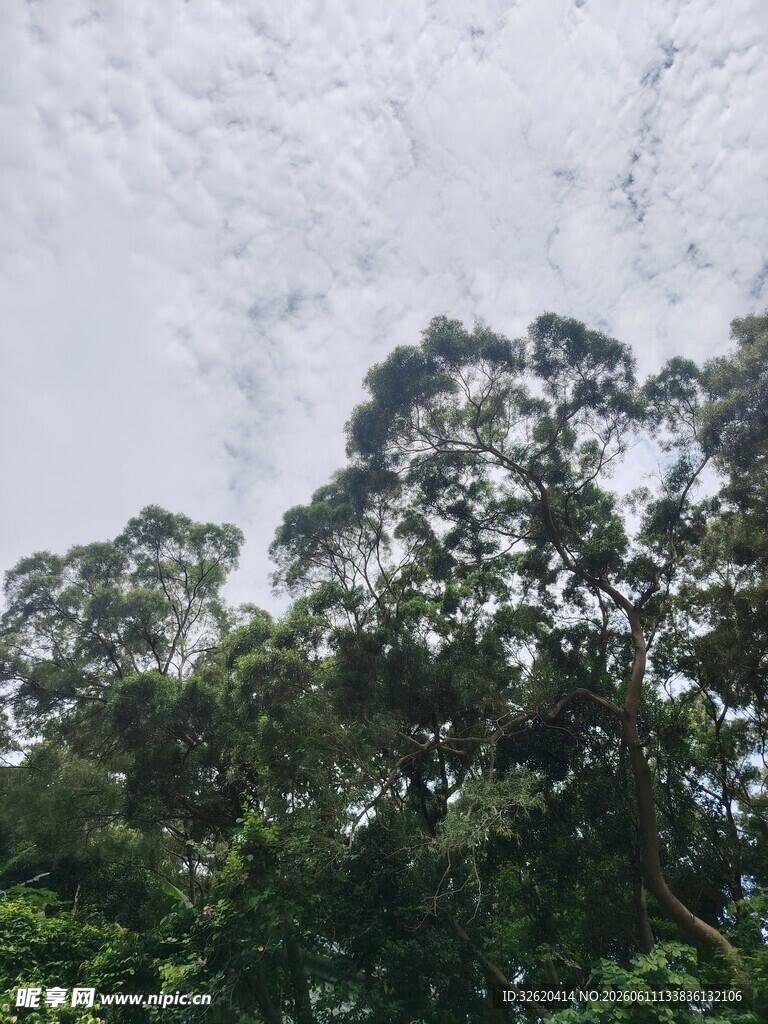 仰视茂密森林树冠