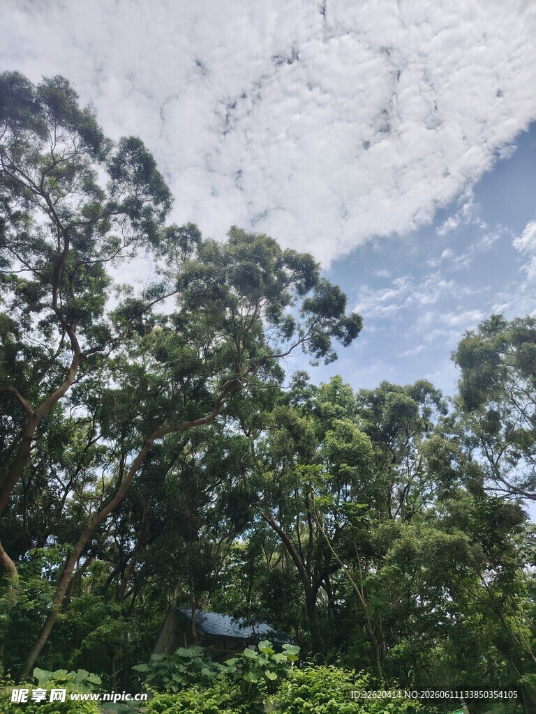 茂密树林与蓝天白云