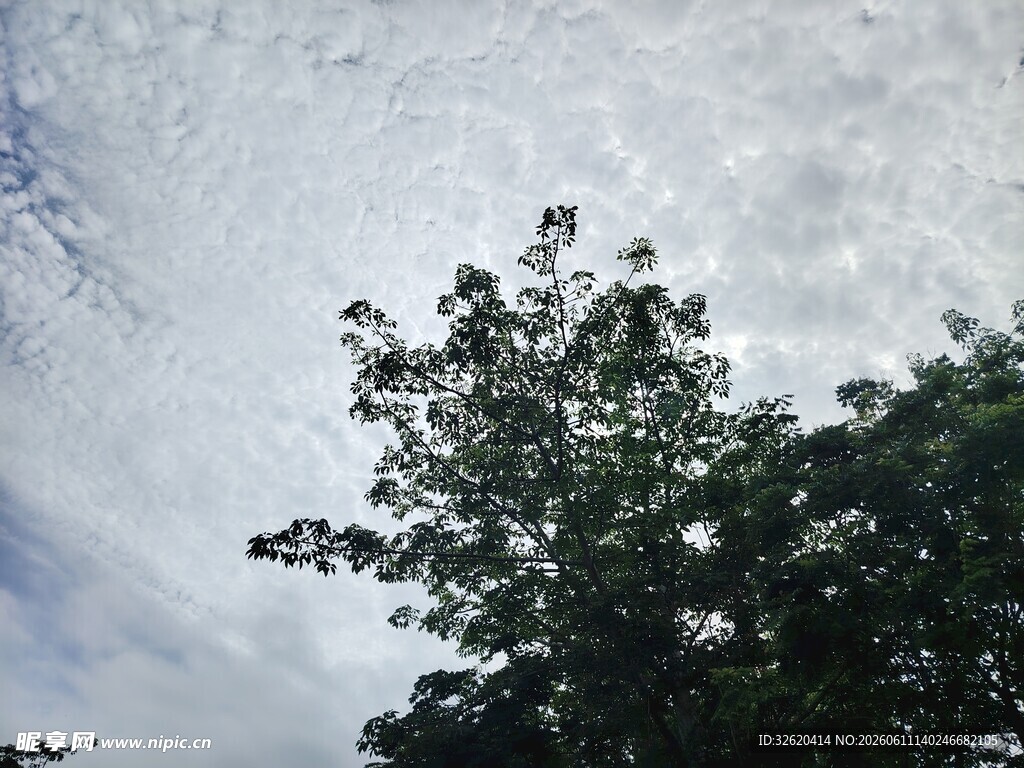 树梢上的天空